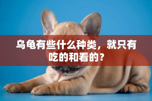 烏龜有些什么種類，就只有吃的和看的？