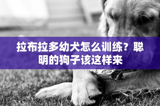 拉布拉多幼犬怎么訓練？聰明的狗子該這樣來