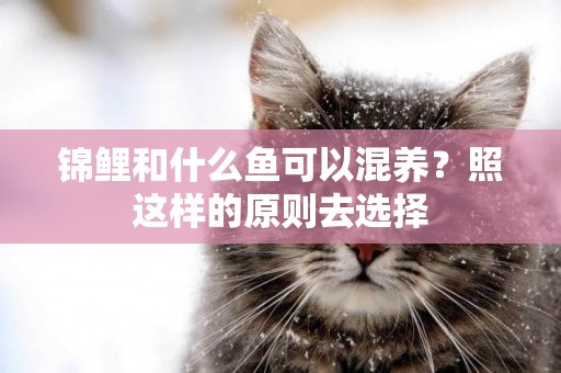 錦鯉和什么魚可以混養？照這樣的原則去選擇