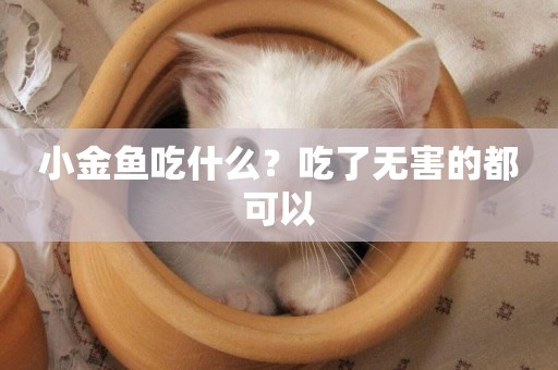 小金魚吃什么？吃了無害的都可以