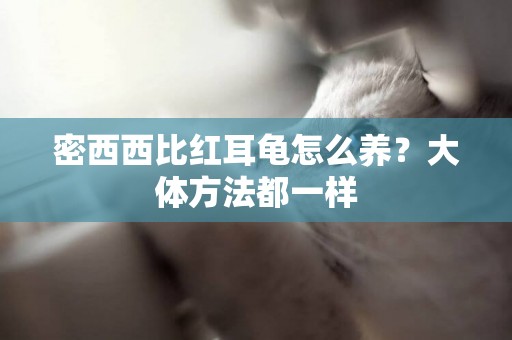 密西西比紅耳龜怎么養？大體方法都一樣