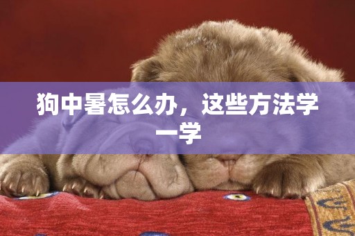 狗中暑怎么辦，這些方法學一學
