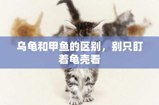 烏龜和甲魚的區別，別只盯著龜殼看
