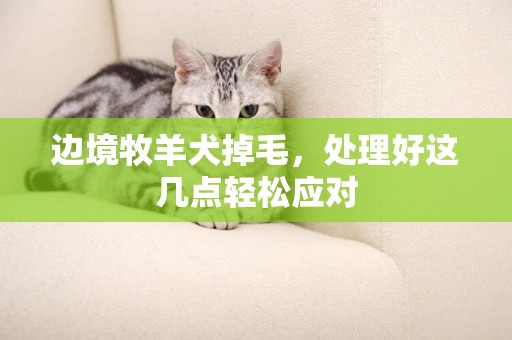 邊境牧羊犬掉毛，處理好這幾點輕松應對