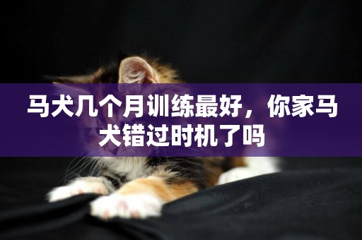 馬犬幾個月訓練最好，你家馬犬錯過時機了嗎