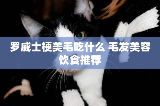 羅威士梗美毛吃什么 毛發美容飲食推薦