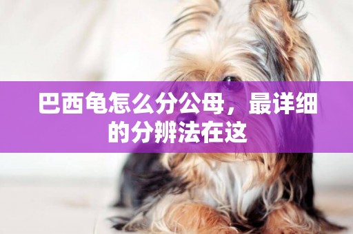 巴西龜怎么分公母，最詳細的分辨法在這