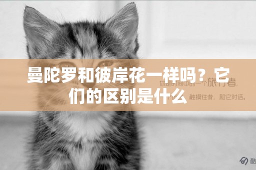 曼陀羅和彼岸花一樣嗎？它們的區別是什么