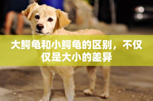 大鱷龜和小鱷龜的區別，不僅僅是大小的差異