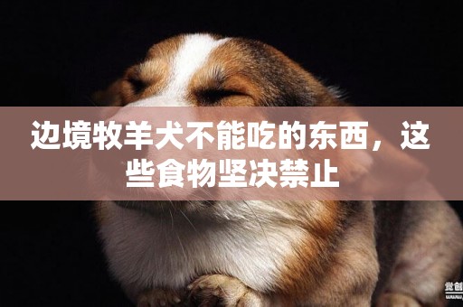 邊境牧羊犬不能吃的東西，這些食物堅決禁止
