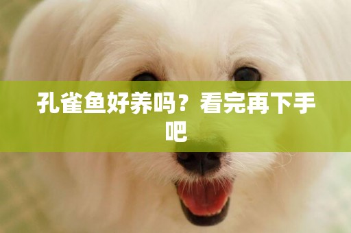 孔雀魚好養嗎？看完再下手吧