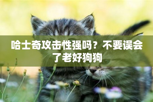 哈士奇攻擊性強嗎？不要誤會了老好狗狗