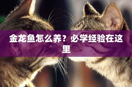 金龍魚怎么養？必學經驗在這里