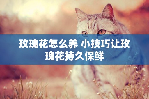玫瑰花怎么養 小技巧讓玫瑰花持久保鮮