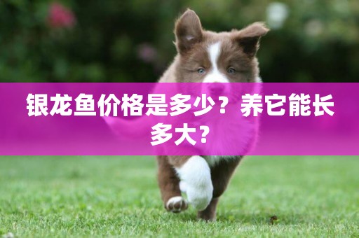 銀龍魚價格是多少？養它能長多大？