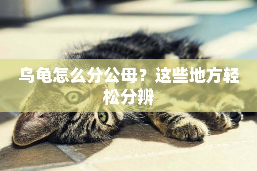 烏龜怎么分公母？這些地方輕松分辨