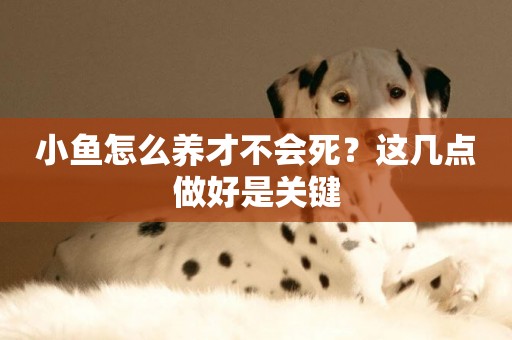 小魚怎么養才不會死？這幾點做好是關鍵