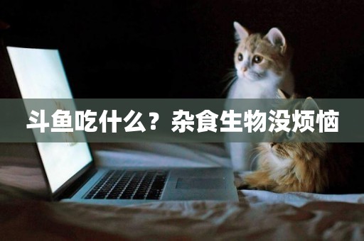 斗魚吃什么？雜食生物沒煩惱