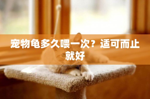 寵物龜多久喂一次？適可而止就好