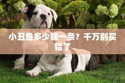 小丑魚多少錢一條？千萬別買錯了