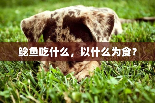 鯰魚吃什么，以什么為食？