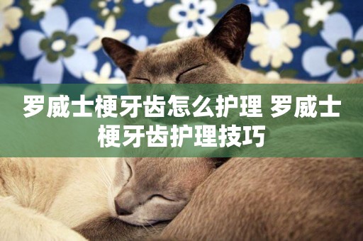 羅威士梗牙齒怎么護理 羅威士梗牙齒護理技巧