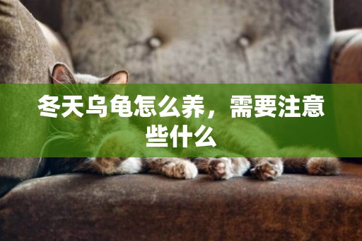 冬天烏龜怎么養，需要注意些什么