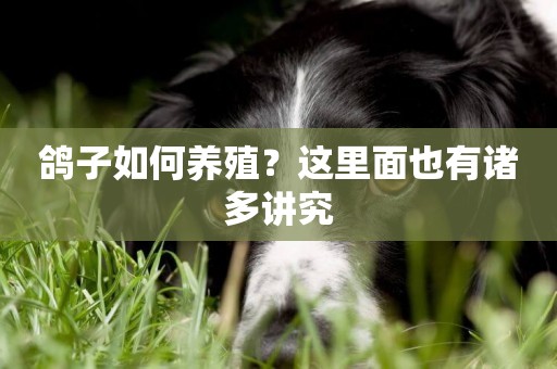 鴿子如何養殖？這里面也有諸多講究