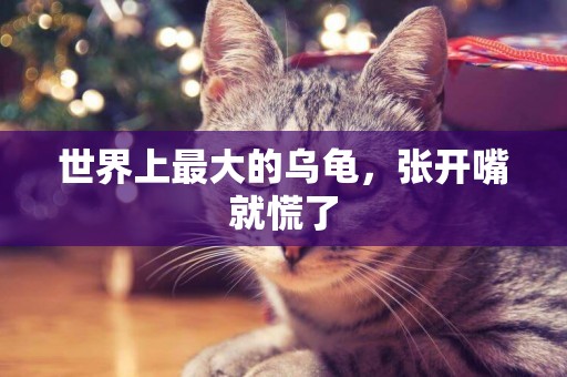 世界上最大的烏龜，張開嘴就慌了