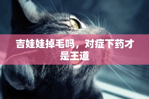吉娃娃掉毛嗎，對癥下藥才是王道