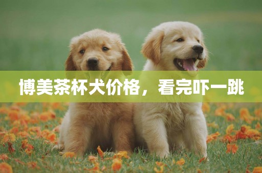 博美茶杯犬價格，看完嚇一跳