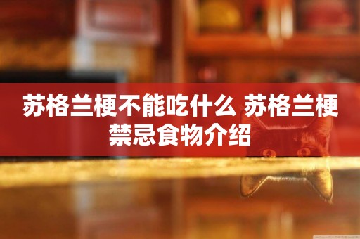 蘇格蘭梗不能吃什么 蘇格蘭梗禁忌食物介紹