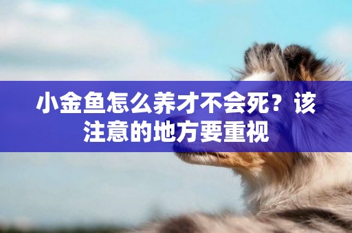 小金魚怎么養才不會死？該注意的地方要重視