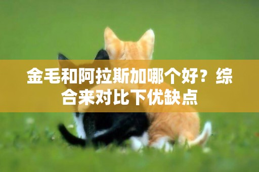 金毛和阿拉斯加哪個好？綜合來對比下優缺點