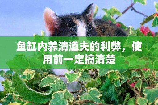 魚缸內養清道夫的利弊，使用前一定搞清楚