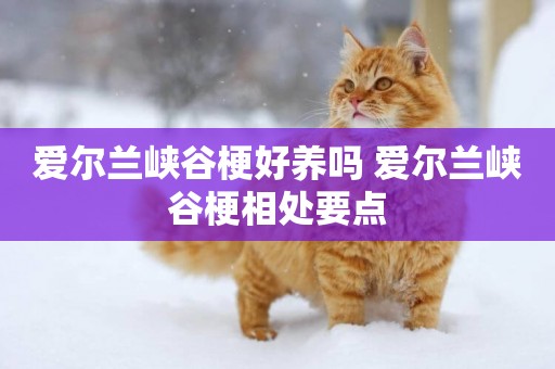 愛爾蘭峽谷梗好養嗎 愛爾蘭峽谷梗相處要點