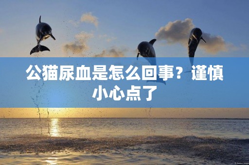 公貓尿血是怎么回事？謹慎小心點了