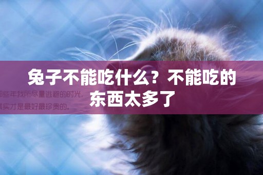 兔子不能吃什么？不能吃的東西太多了