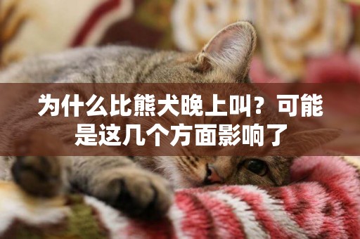 為什么比熊犬晚上叫？可能是這幾個方面影響了