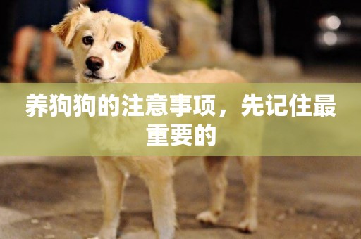 養狗狗的注意事項，先記住最重要的