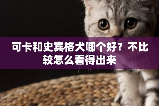 可卡和史賓格犬哪個好？不比較怎么看得出來