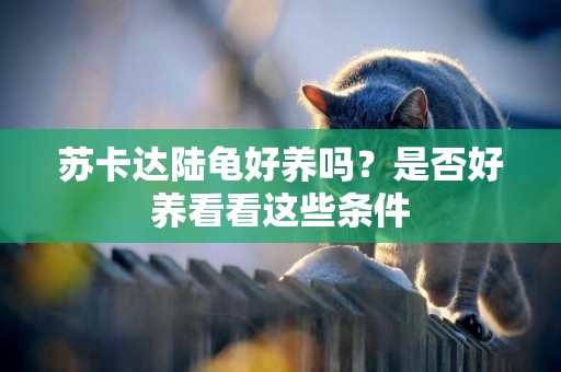 蘇卡達陸龜好養嗎？是否好養看看這些條件