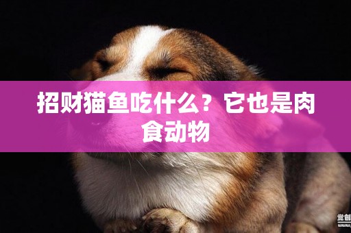 招財貓魚吃什么？它也是肉食動物