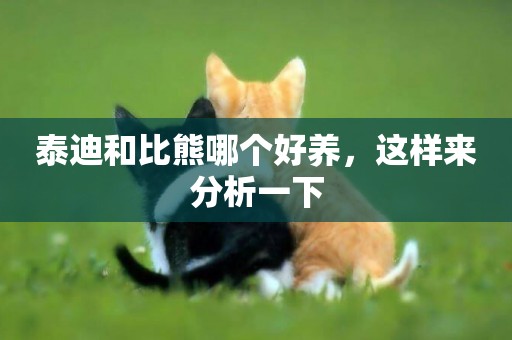 泰迪和比熊哪個好養，這樣來分析一下