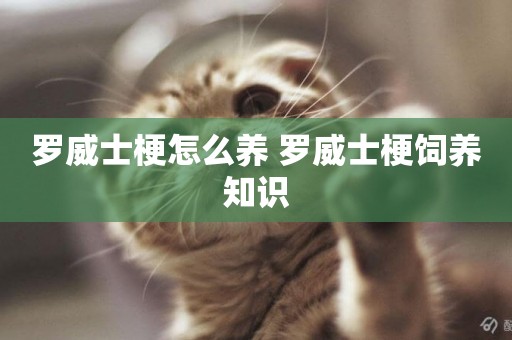 羅威士梗怎么養 羅威士梗飼養知識
