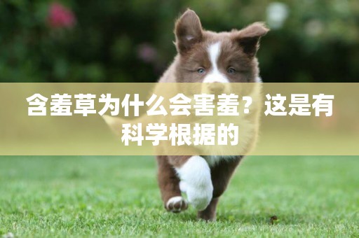 含羞草為什么會害羞？這是有科學根據的