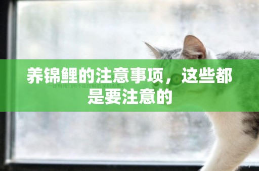 養錦鯉的注意事項，這些都是要注意的