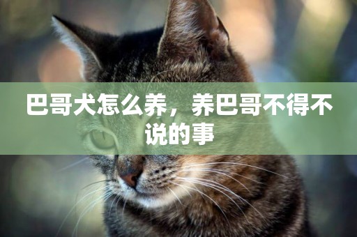 巴哥犬怎么養，養巴哥不得不說的事