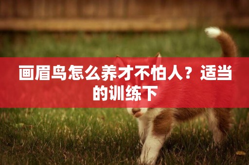 畫眉鳥怎么養才不怕人？適當的訓練下