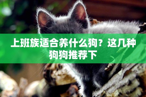上班族適合養什么狗？這幾種狗狗推薦下